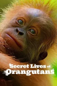 secret lives of orangutans 2024
